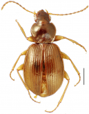 Mecyclothorax tahitiensis Perrault, 1978
