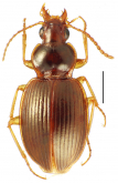Mecyclothorax zimmermani Perrault, 1978