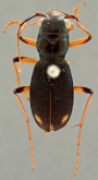 Megacephala (Megacephala) asperata kaswabilengae Basilewsky, 1953