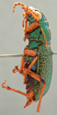 Megacephala (Megacephala) regalis katangana Basilewsky, 1950