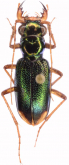 Megacephala (Neotetracha) bolivari Naviaux, 2007