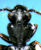 Mesolestes (Pseudomesolestes) innoshimae (Habu, 1974) Mesolestes (Pseudomesolestes) innoshimae (Habu, 1974)
