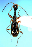 Mimocolliuris (Paramimocolliuris) insulana Habu, 1979 Mimocolliuris (Paramimocolliuris) insulana Habu, 1979