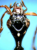 Mimocolliuris (Paramimocolliuris) insulana Habu, 1979 Mimocolliuris (Paramimocolliuris) insulana Habu, 1979