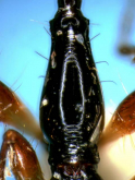 Mimocolliuris (Paramimocolliuris) insulana Habu, 1979 Mimocolliuris (Paramimocolliuris) insulana Habu, 1979