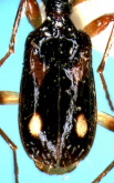 Mimocolliuris (Paramimocolliuris) insulana Habu, 1979 Mimocolliuris (Paramimocolliuris) insulana Habu, 1979