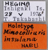 Mimocolliuris (Paramimocolliuris) insulana Habu, 1979 Mimocolliuris (Paramimocolliuris) insulana Habu, 1979
