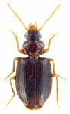 Mochtherus sulawesiensis Kirschenhofer, 2010 Mochtherus sulawesiensis Kirschenhofer, 2010