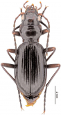 Nebria (Asionebria) mentoincisa Huber & Schmidt, 2013 Nebria (Asionebria) mentoincisa Huber & Schmidt, 2013