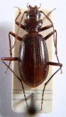 Nebria (Epinebriola) oxyptera alzonai Deuve et Ledoux, 1989: 161