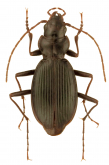 Nebria (Nakanebria) turmaduodecima Kavanaugh, 1981 Nebria (Nakanebria) turmaduodecima Kavanaugh, 1981