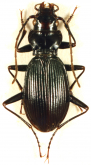 Nebria (Nebriola) gosteliae Huber, 2010 Nebria (Nebriola) gosteliae Huber, 2010