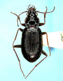 Nebria (Nippononebria) kyushuensis Habu, 1958 Nebria (Nippononebria) kyushuensis Habu, 1958