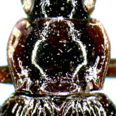 Nebria (Nippononebria) kyushuensis Habu, 1958 (Pronotum) Nebria (Nippononebria) kyushuensis Habu, 1958 (Pronotum)