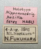 Nebria (Nippononebria) pusilla teres Habu, 1958 (Lable) Nebria (Nippononebria) pusilla teres Habu, 1958 (Lable)