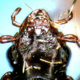 Nebria (Nippononebria) pusilla pusilla (as teres Habu, 1958) Nebria (Nippononebria) pusilla pusilla (as teres Habu, 1958)