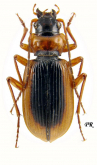 Nebria (Paranebria) livida livida Linne, 1758 Nebria (Paranebria) livida livida Linne, 1758