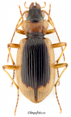 Nebria (Paranebria) livida livida Linne, 1758 Nebria (Paranebria) livida livida Linne, 1758