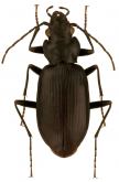 Nebria (Reductonebria) sahlbergi triad Kavanaugh, 1979 Nebria (Reductonebria) sahlbergi triad Kavanaugh, 1979