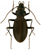 Nebria (Reductonebria) zioni oasis Kavanaugh, 1979 Nebria (Reductonebria) zioni oasis Kavanaugh, 1979