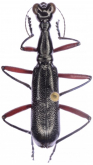 Neocollyris (Heterocollyris) affinis (Horn, 1892)