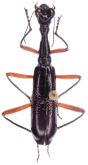 Neocollyris (Heterocollyris) pseudospeciosa (Horn, 1932)