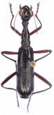 Neocollyris (Heterocollyris) speciosa (Schaum, 1863)