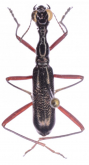 Neocollyris (Heterocollyris) sumatrensis (Horn, 1896)