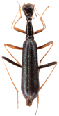 Neocollyris (Isocollyris) mannheimsi (Mandl, 1954)