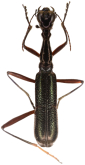 Neocollyris (Neocollyris) clavipalpis (Horn, 1901)