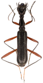 Neocollyris (Neocollyris) elongata (Chaudoir, 1864)