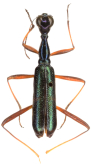 Neocollyris (Neocollyris) subtilobscurata Horn, 1925