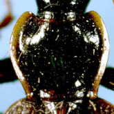Nipponagonum minamikawai (Habu, 1959) Nipponagonum minamikawai (Habu, 1959)