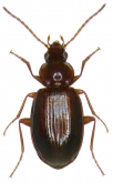Ocys harpaloides (Audinet-Serville, 1821)
