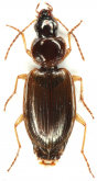 Olisthopus glabricollis (Germar, 1817)