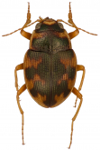 Omophron (Omophron) gilae LeConte, 1852 Omophron (Omophron) gilae LeConte, 1852