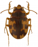 Omophron (Omophron) obliteratum G. Horn, 1870 Omophron (Omophron) obliteratum G. Horn, 1870