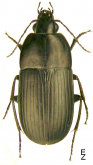 Oodes helopioides helopioides (Fabricius, 1792)