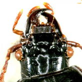 Oxycentrus (Oxycentrus) miyakei Habu, 1978 Oxycentrus (Oxycentrus) miyakei Habu, 1978