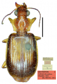 Paraphaea binotata (Dejean, 1825) (as Calleida discophora)