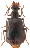 Parena (Bothynoptera) dorsigera (Schaum, 1863)