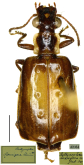 Parena (Bothynoptera) dorsigera (Schaum, 1863)