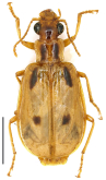 Parena (Bothynoptera) emarginata Shi & Liang, 2023