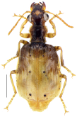 Parena (Bothynoptera) heteronycha Shi & Liang, 2023