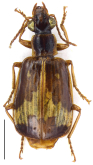 Parena (Bothynoptera) malaisei (Andrewes, 1947)