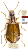 Parena (Bothynoptera) malaisei (Andrewes, 1947)