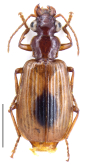 Parena (Bothynoptera) monostigma (Bates, 1873)
