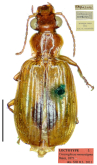Parena (Bothynoptera) monostigma (Bates, 1873)