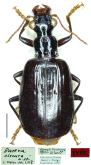 Parena (Bothynoptera) obscura Mateu, 1977: 161