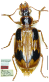 Parena (Bothynoptera) quadrisignata Mateu, 1977: 164